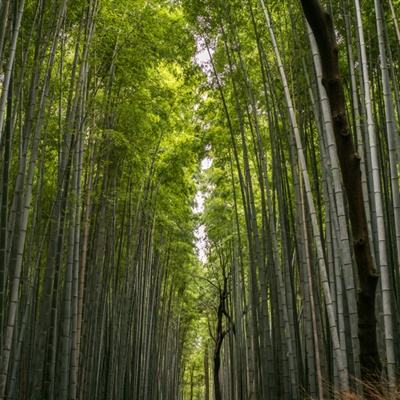 圣殿骑士2手游下载